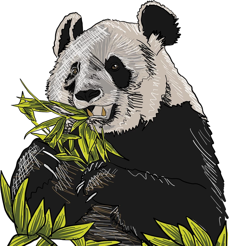 panda